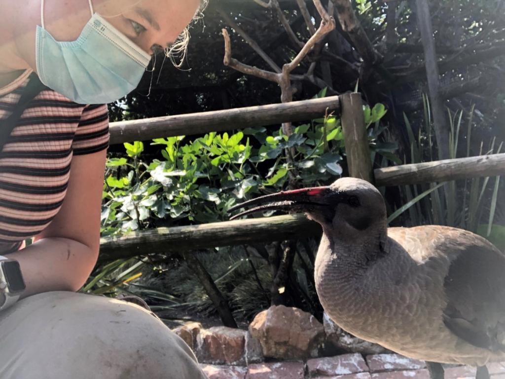 Carla du Toit and a Hadeda Ibis