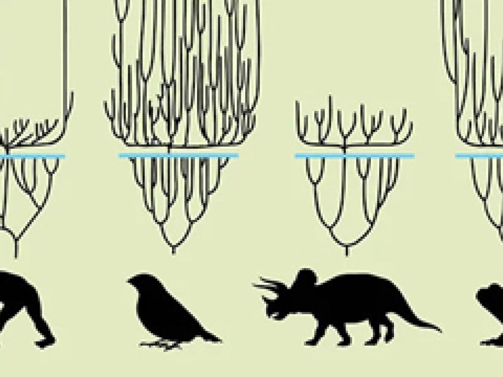 evolutionary trees