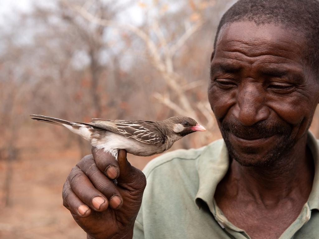 Human/honeyguide cooperation and communication