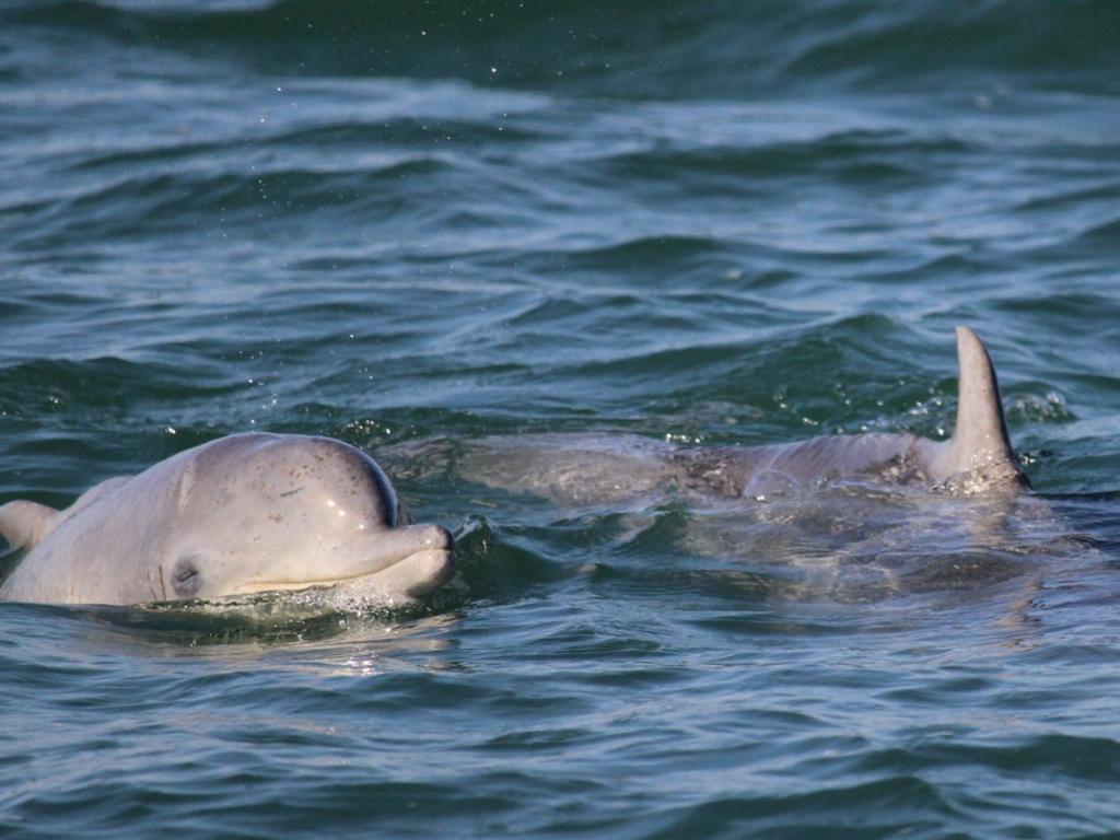 Humpback dolphins swimming