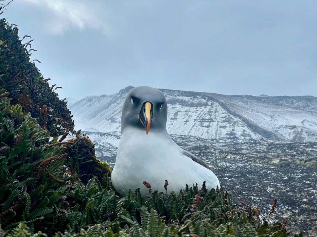 Bired on Marion Island