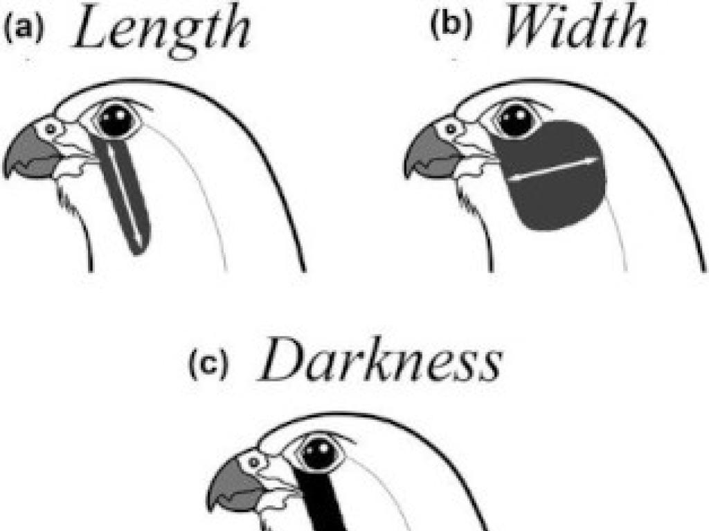 3 malar stripe variables