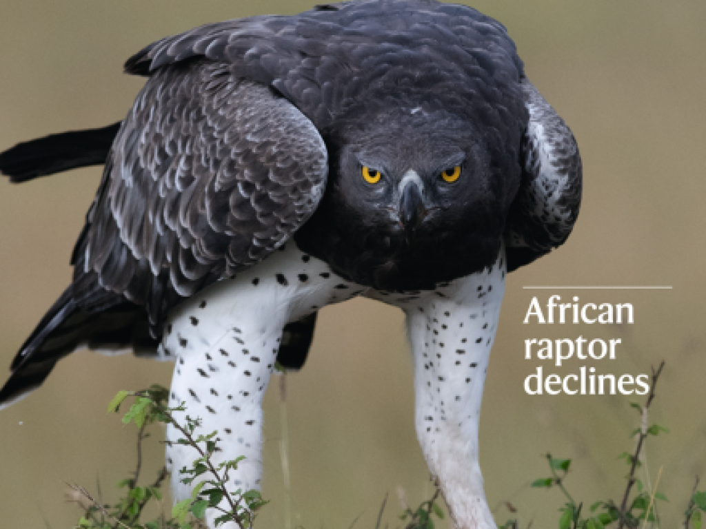Nature ecology and evolution cover
