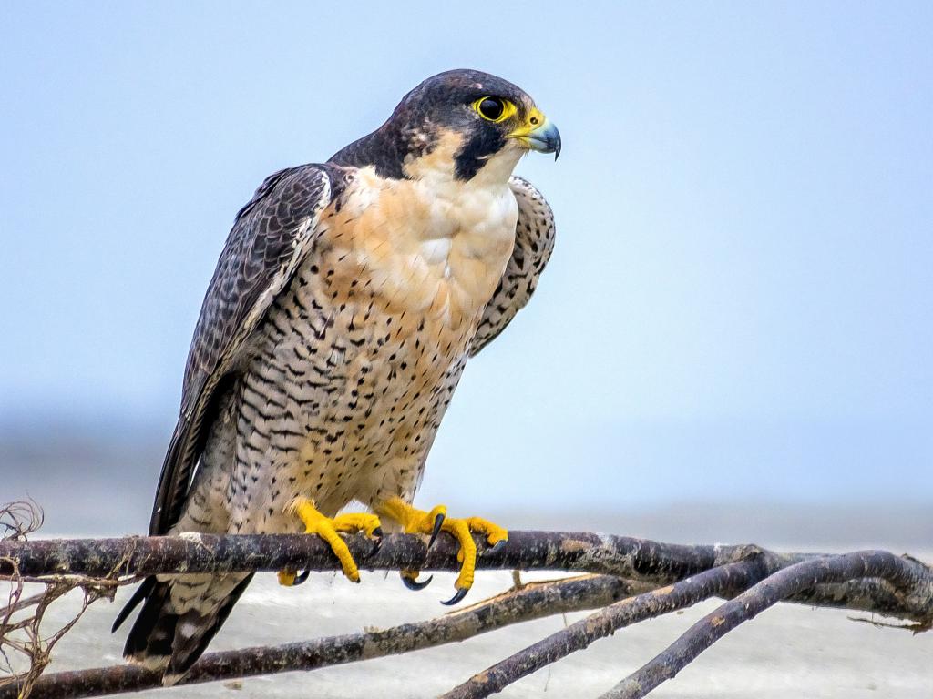 Peregrine falcon