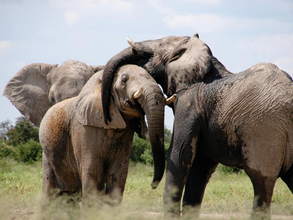 elephants