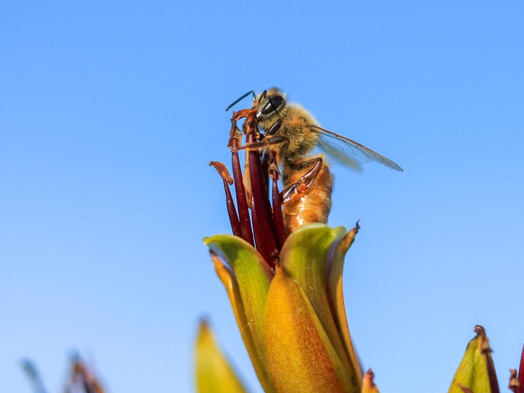 sandy-millar_bee