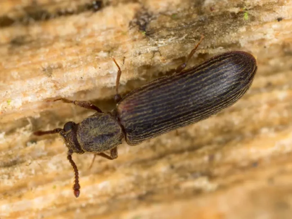 wood_borer