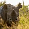 black rhino