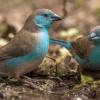 two Blue waxbills drinking