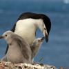 penguin babies