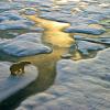 Polar bear on iceberg