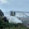 Bired on Marion Island