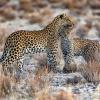 leopard and cub