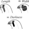 3 malar stripe variables