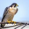 Peregrine falcon