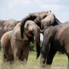 elephants