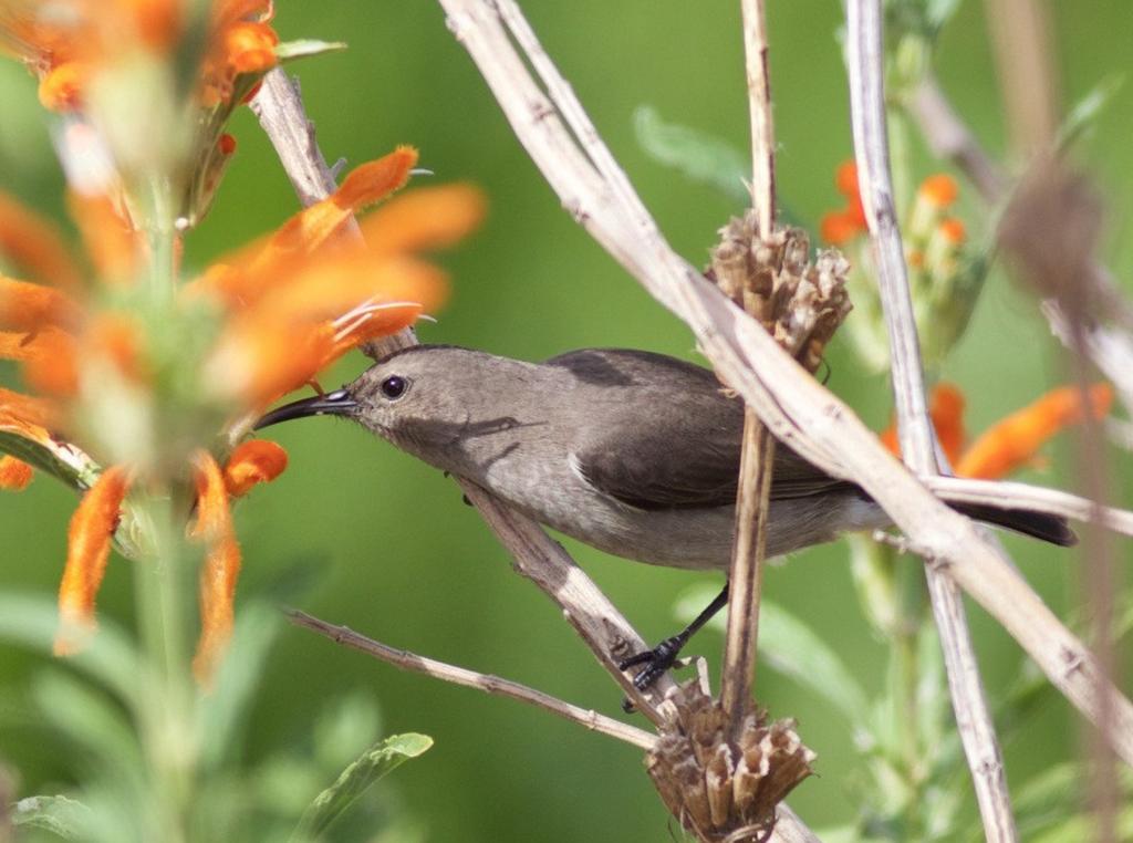 birdie